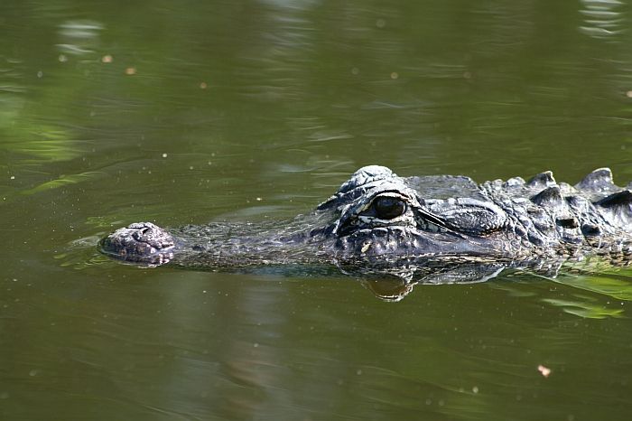water crocs