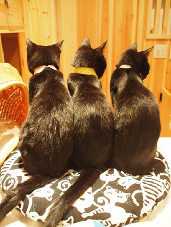 Japan’s first black cat café feels appropriate for the season 【Photos