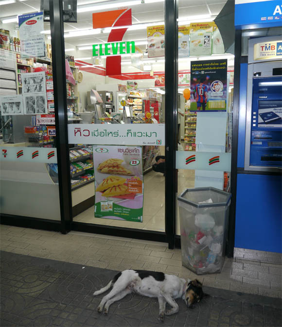 dogs in retail stores