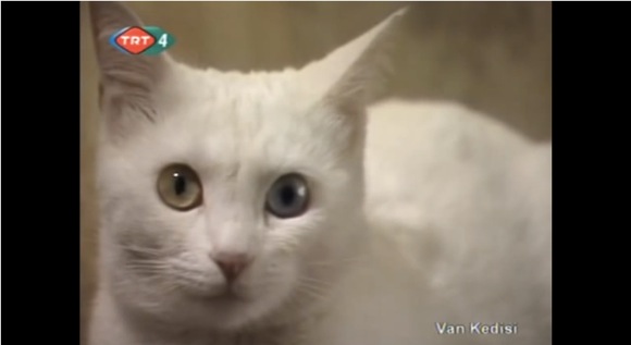 世界にたった1000匹のネコ オッドアイ に 真っ白な毛 なんとも美しいトルコの ヴァン猫 その存在を疑問視する声も ロケットニュース24