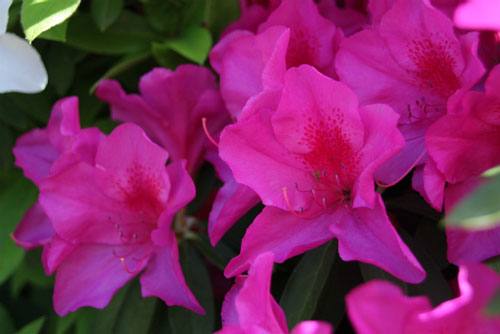 懐かしい味 ジャスミン茶に砂糖を入れると つつじの花の蜜 みたいな味になる みんなよく吸ってた濃いピンクの花の蜜 ロケットニュース24