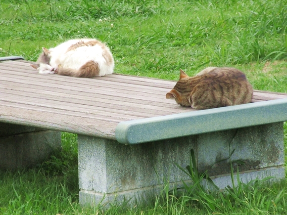 癒しの猫スポット 神奈川 城ヶ島公園に暮らす猫たちに会いに行ってきた 京急 みさきまぐろきっぷ を使うなら必ず寄るべし ロケットニュース24
