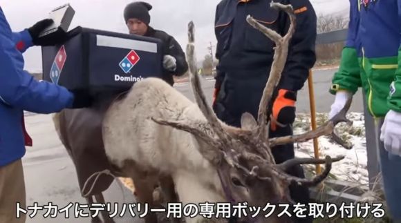 マジかよ続報 ドミノ ピザの トナカイのデリバリー は実現するのか 北海道でトレーニングした結果 ロケットニュース24