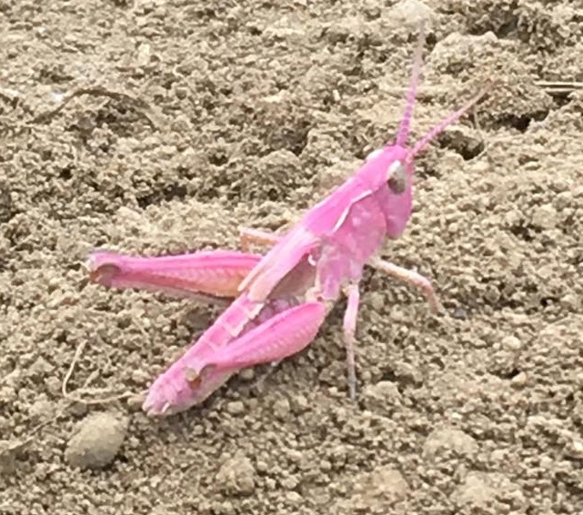 衝撃速報 千葉県で ピンク色のバッタ が発見される 驚くほど鮮やかな色にビックリ ロケットニュース24