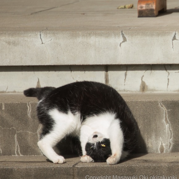 必死すぎる猫 を撮らせたら右に出る者ナシ 売り切れ続出 話題の写真集 必死すぎるネコ の写真家 沖昌之さんに話を聞いてみた ロケットニュース24