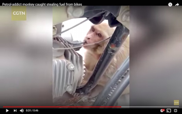 インドで ガソリン中毒 の猿がバイクからガソリンを盗み飲みする事件が多発 ロケットニュース24