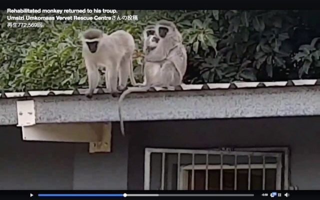 感動の再会 怪我をして保護された子猿が3週間後に家族の元へ帰る動画が泣ける ハンカチの用意を忘れずに ロケットニュース24