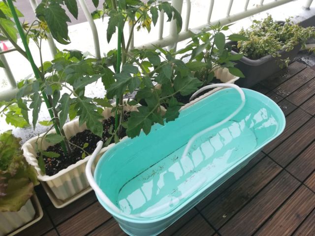 3週間留守にしても観葉植物は大丈夫 自動で水分供給してくれる商品 水やり楽だぞぅ を使ったらこうなった ロケットニュース24