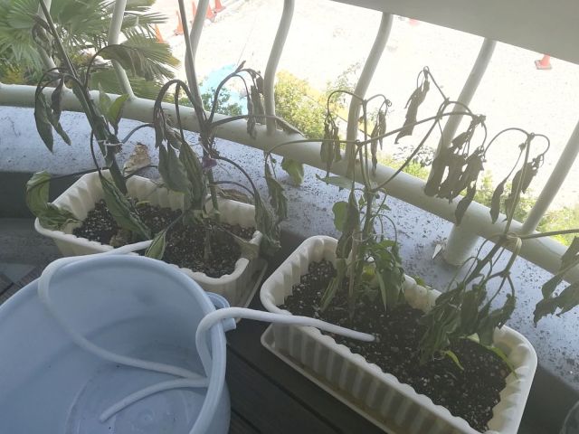 3週間留守にしても観葉植物は大丈夫 自動で水分供給してくれる商品 水やり楽だぞぅ を使ったらこうなった ロケットニュース24