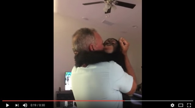 これぞ本物の愛 育ての親 と再会したときのチンパンジーのリアクションが泣ける ロケットニュース24