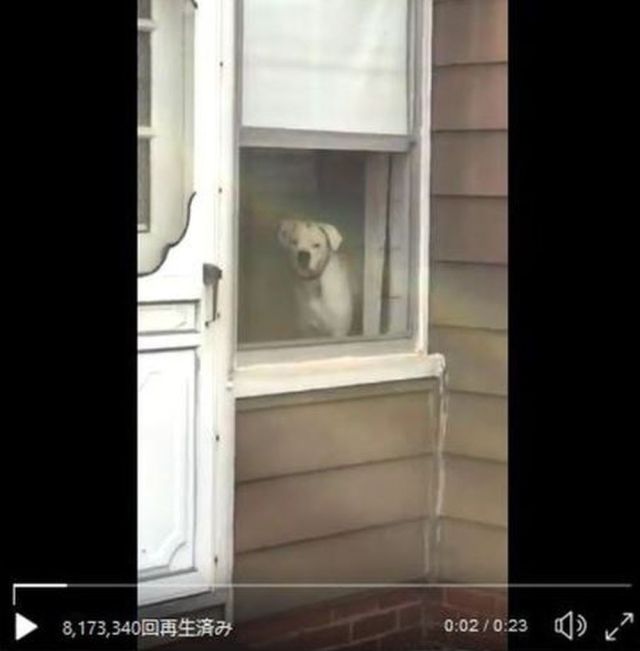 ずっとこっち見てる 完全に ストーカーな犬 がキモかわいくて大人気 ロケットニュース24