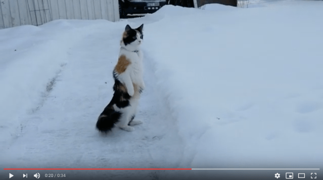 ふぁっ 雪にびっくりしてつい仁王立ちになっちゃった猫さん ロケットニュース24