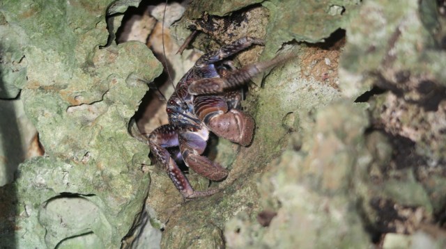 貴重 宮古島の夜の自然が堪能できるナイトツアーに参加したら 天然記念物や絶滅危惧種にメチャメチャ遭遇してしまった ロケットニュース24