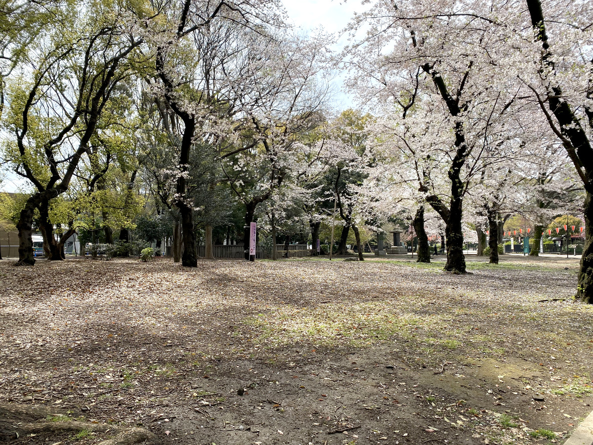 リアルレポ 都内屈指のお花見スポット 上野公園 のいま 新型コロナウイルスの影響は ロケットニュース24