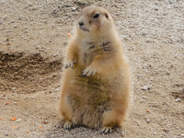 無料 ライブ配信 動画配信サービスで全国の動物園を応援 実際に行くなら のイチオシ動物園もご紹介 ロケットニュース24