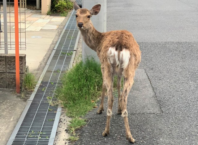 最近鹿の行動範囲が広がっている気がする このままでは 奈良公園から鹿が消える のでは 鹿愛護会に聞いてみた ロケットニュース24