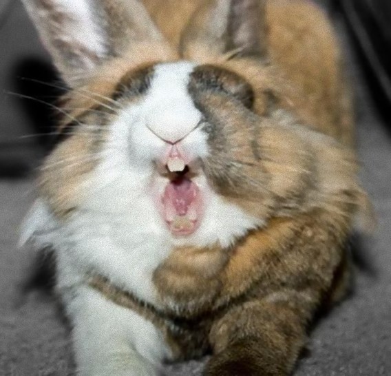 This just in: Yawning bunnies are terrifying! 【Photo Gallery ...