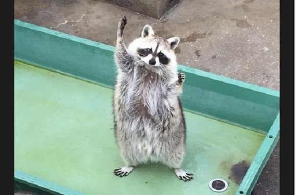 Twitter user captures raccoon doing a funny “feed me ...