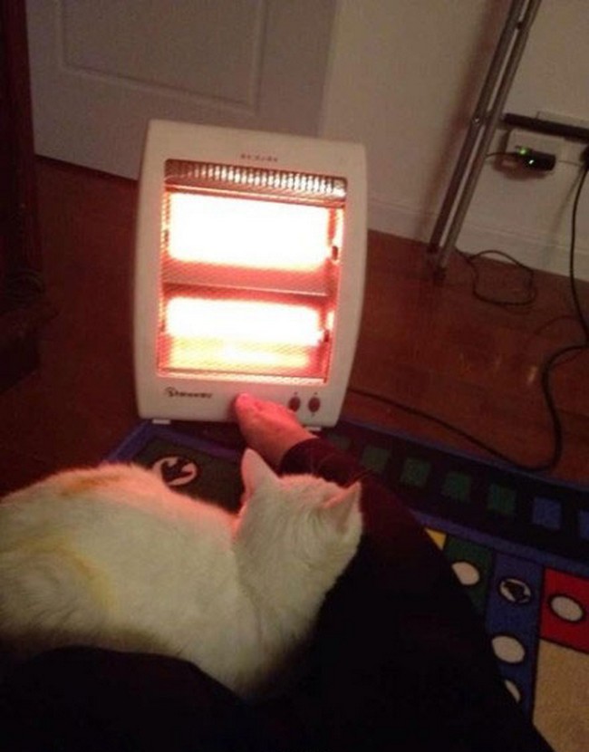 heater for cat