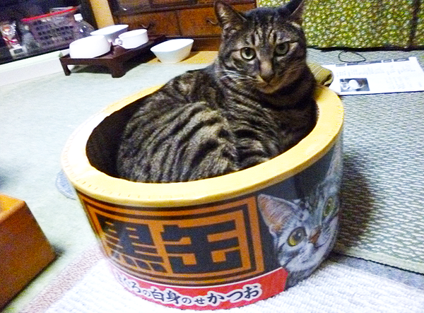 cat scratching station