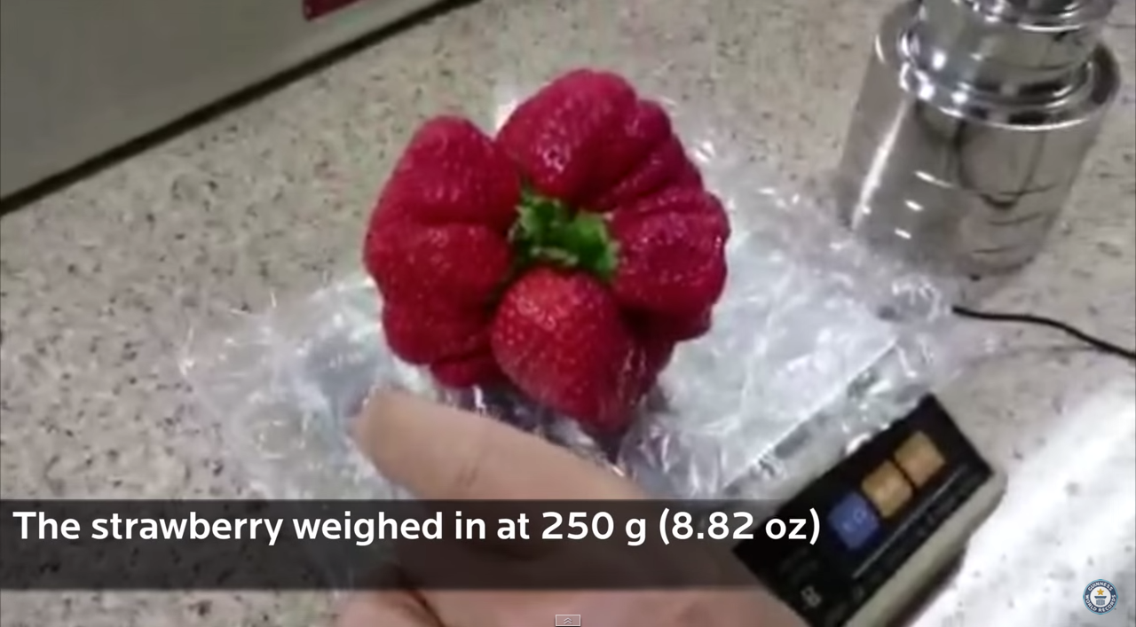 Guinness World Record Breaking Strawberry Found In Fukuoka And It S Delicious Soranews24 Japan News