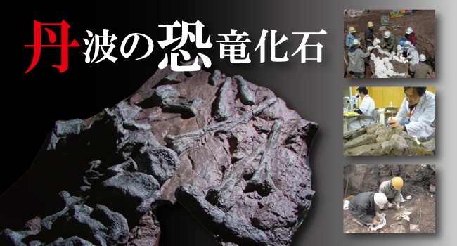 human japanese vs rosetta stone