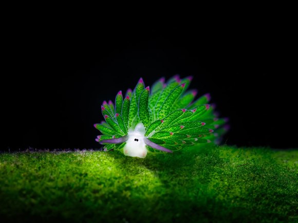 Amazing sea slug runs on solar power, looks like a tiny ...