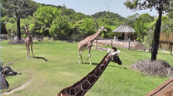 What Does The Giraffe Say Video Captures Baby Giraffe S Surprising Cry Soranews24 Japan News