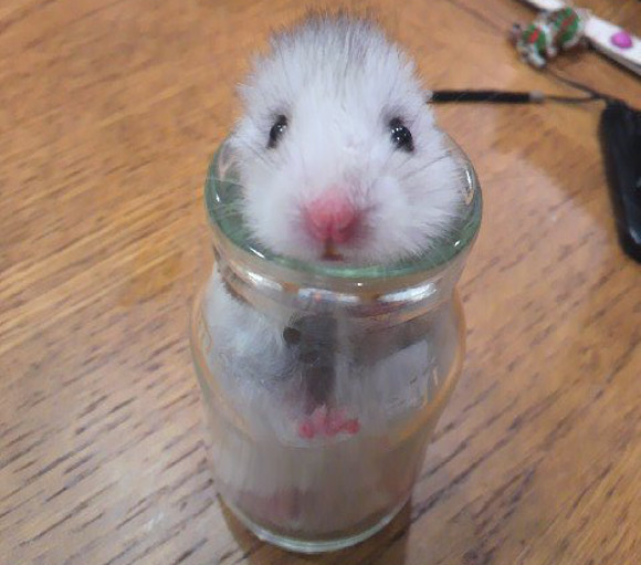glass hamster bottle