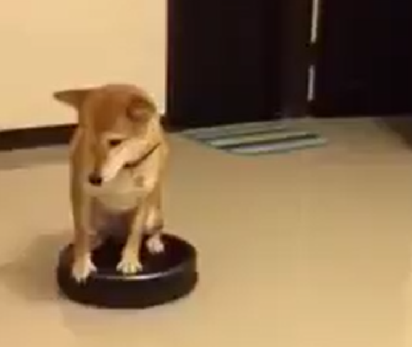 Roomba Doge is here to make your week so much better 【Video