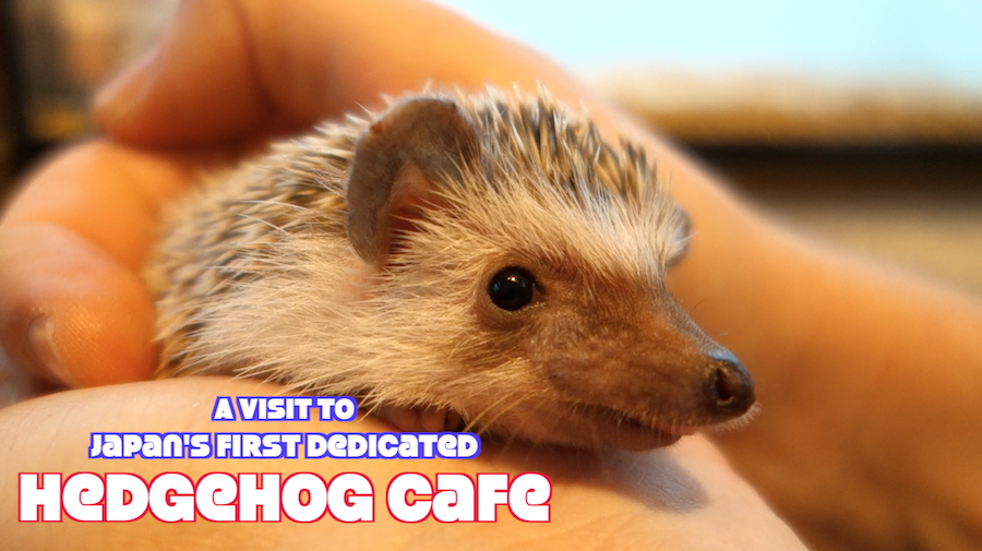 We visit Japan’s first hedgehog cafe in Roppongi, Tokyo【Pics & Video