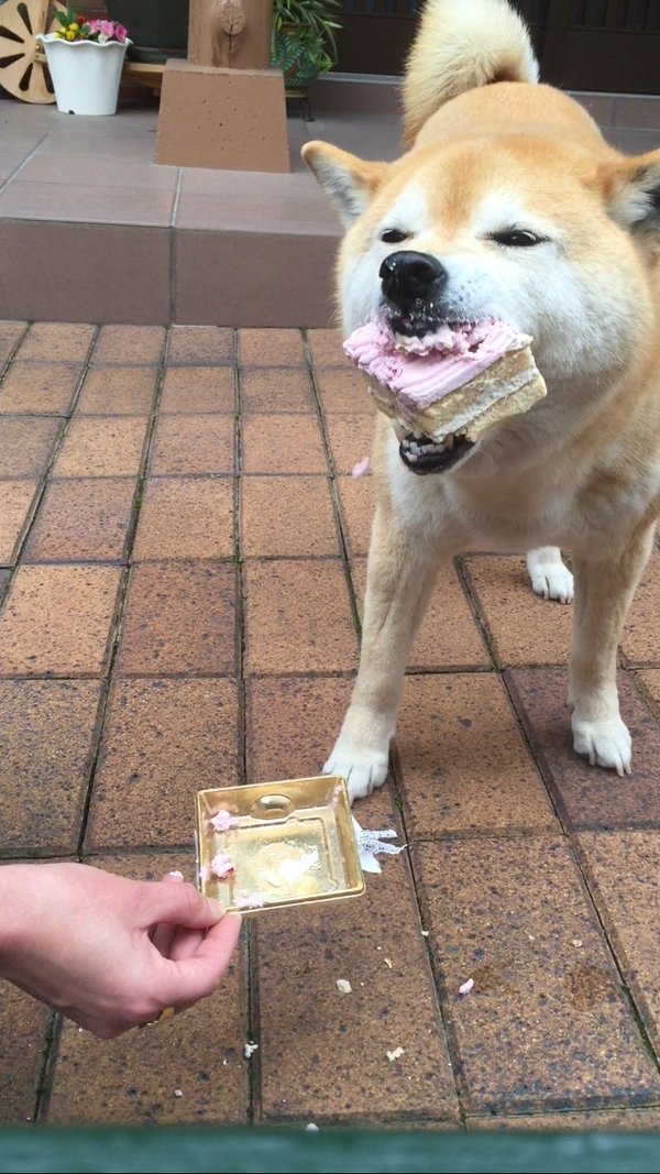 shiba inu diet