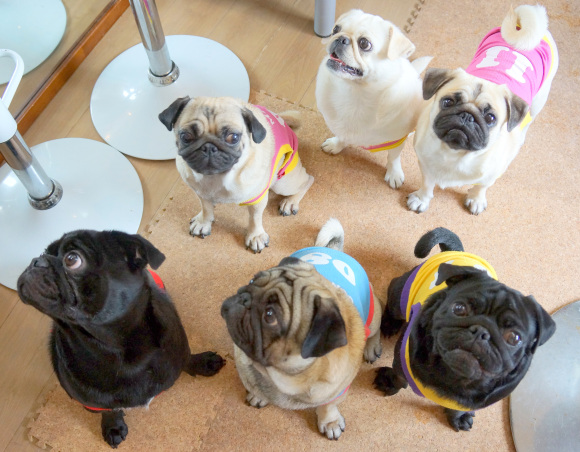 Kyoto S Living Room Pug Cafe Lets All The Dogs Out Photos Soranews24 Japan News