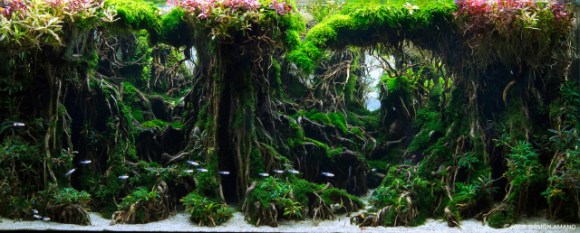 Competitive Aquatic Plant Designs Look More Like Gorgeous Jungles Than Fish Tanks Soranews24 Japan News