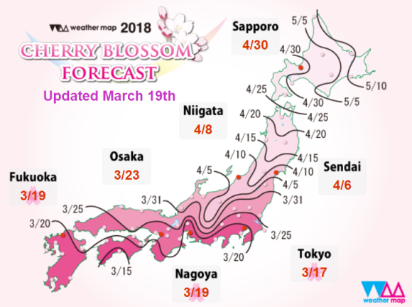 Revised full-bloom cherry blossom forecasts released for every ...