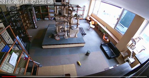 Cat cafe video shows reaction of felines before during Cat cafe video shows reaction of felines before during