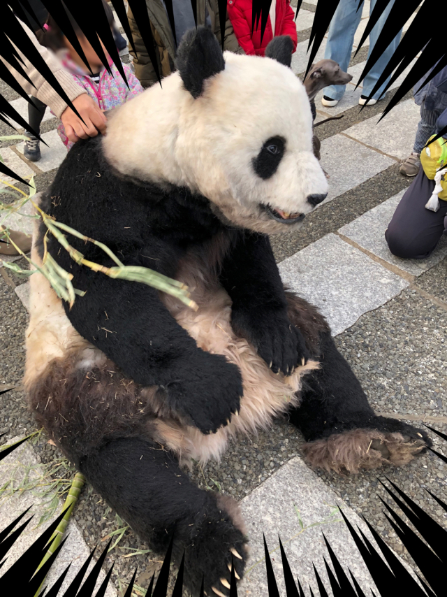 Panda sightings in Tokyo cause frenzy on social media | SoraNews24 ...