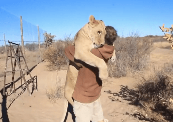 じわり感動 ネコというよりはイヌのように人にじゃれるライオンの希少動画 Pouch ポーチ