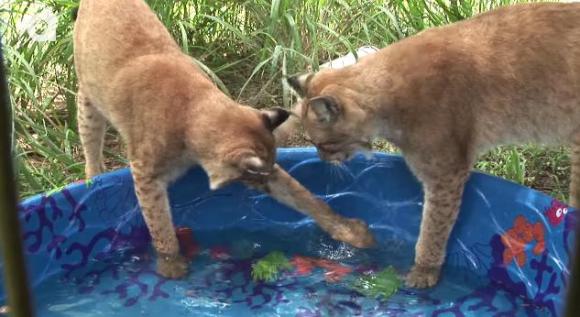 あぢぃ トラはプール大好き 他のネコ科動物はどうなの 結論 全員水浴び大好き 可愛いニャンコさんでした Pouch ポーチ