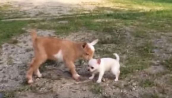 もしかして私って子ヤギなのかしら チワワの赤ちゃんがしっぽをフリフリしながら子ヤギを追いかける動画が最高にキュートです Pouch ポーチ