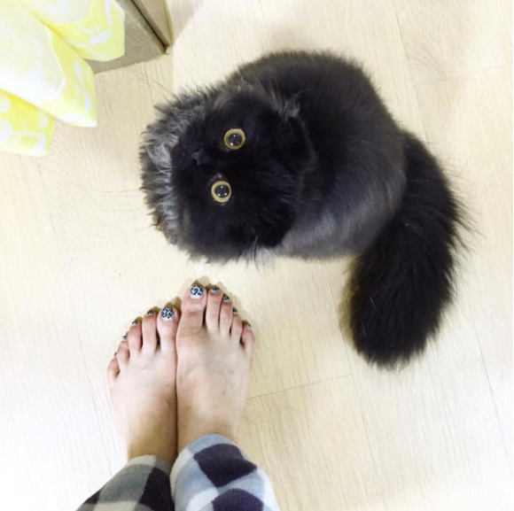 衝撃 まっくろくろすけ みたいな猫 再び 常に驚いているお顔のギモちゃんが可愛すぎる Pouch ポーチ