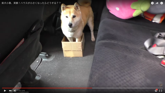 柴犬が車に乗る時 ハウス するダンボールをどんどん小さくしてみると ワンコの真面目すぎるリアクションに笑いがとまらない Pouch ポーチ