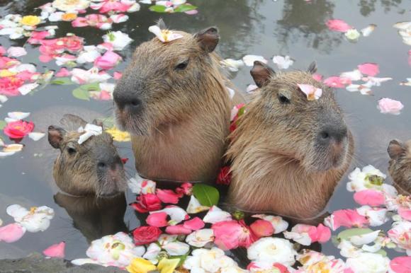 シャボテン公園冬の名物 元祖カピバラの露天風呂 が始まるよ 風呂にぼ っと浸かる姿を見て癒されよう Pouch ポーチ