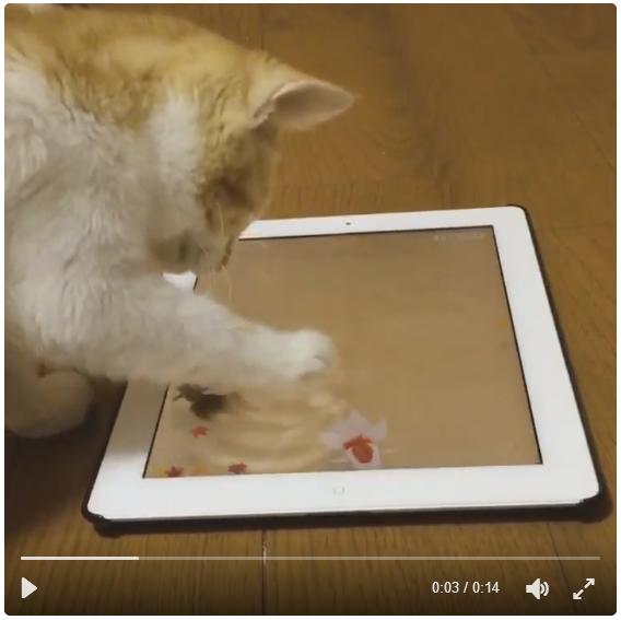 あれ これ水じゃニャいのか Ipadに映った金魚鉢を本物だと思ってペロペロする子猫が可愛すぎるう Pouch ポーチ