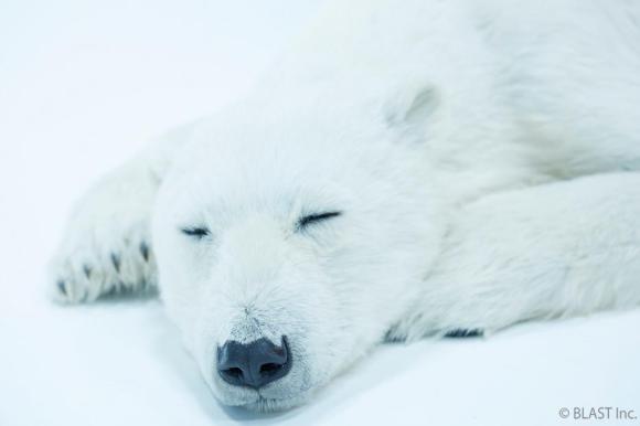 シロクマ親子を家で飼える 3カ月かけて毛並みや肉球などリアルを追求した動物美術シリーズが発売 気になるお値段は Pouch ポーチ