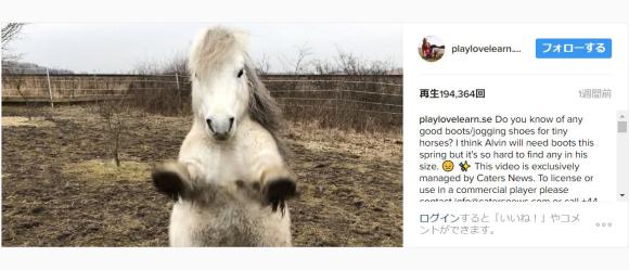 見てみて ボク ちんちん できるんだよ 犬顔負けの芸を見せるポニーのアルヴィンくんが可愛すぎるう Pouch ポーチ