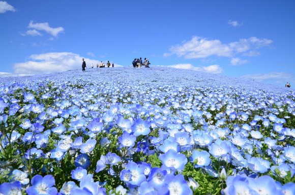 見渡す限り一面ブルーの丘 茨城県国営ひたち海浜公園の ネモフィラ が見ごろを迎えたよ っ Pouch ポーチ