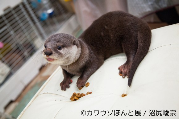 あっちもこっちも カワウソ だらけ 合同写真 物販展 カワウソほんと展 でカワウソ愛を高めよう Pouch ポーチ