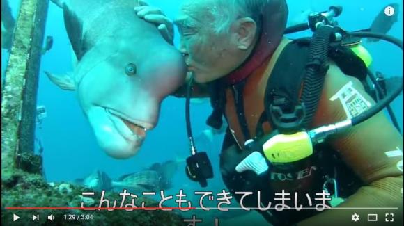 リアル人魚 79歳 現役潜水夫の大親友は コブダイの頼子 弱っているところを助けて以来 約30年の仲なんだって Pouch ポーチ