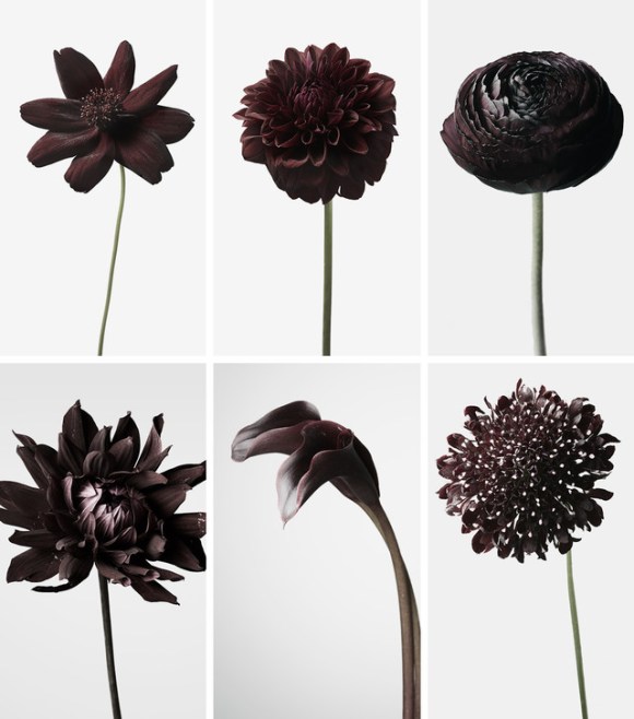 黒い花だけを扱うミステリアスな 黒い花屋 完全会員制で ただいま秘密の会員証を販売中です Pouch ポーチ